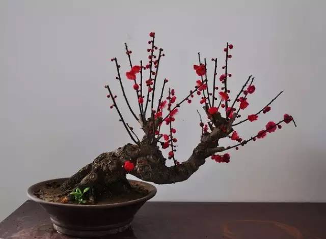 中国十大名花怎么选的,十大名花里面哪个最难种