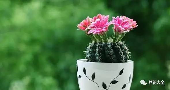 发财树的土养不活绿萝,养了几年的绿萝为什么没有根