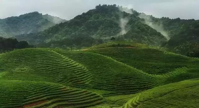 当新西兰的空气叫卖到699元每罐的时候，咱婺源人民不淡定了！