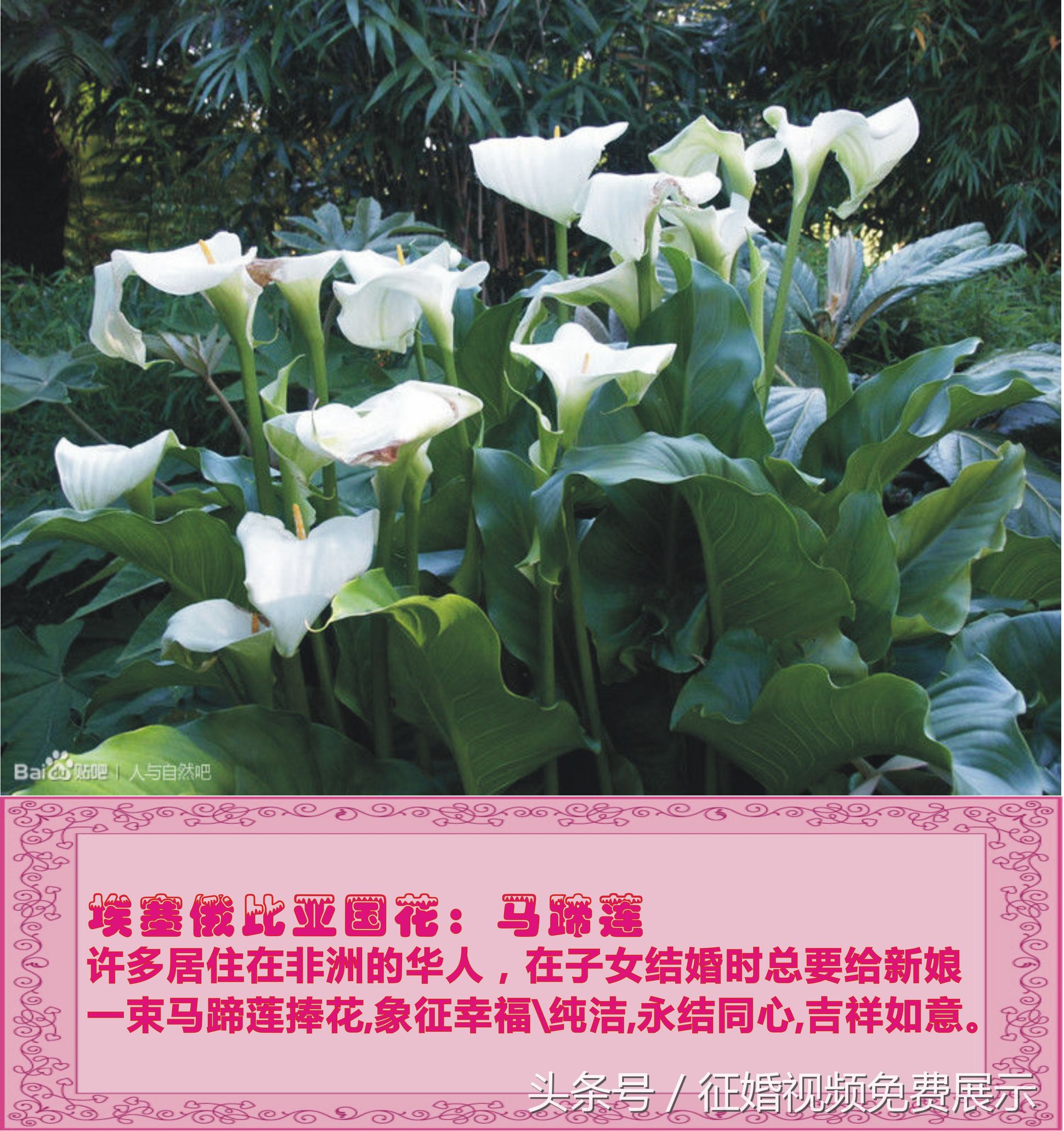 各国国花及象征意义,世界各国国花及寓意