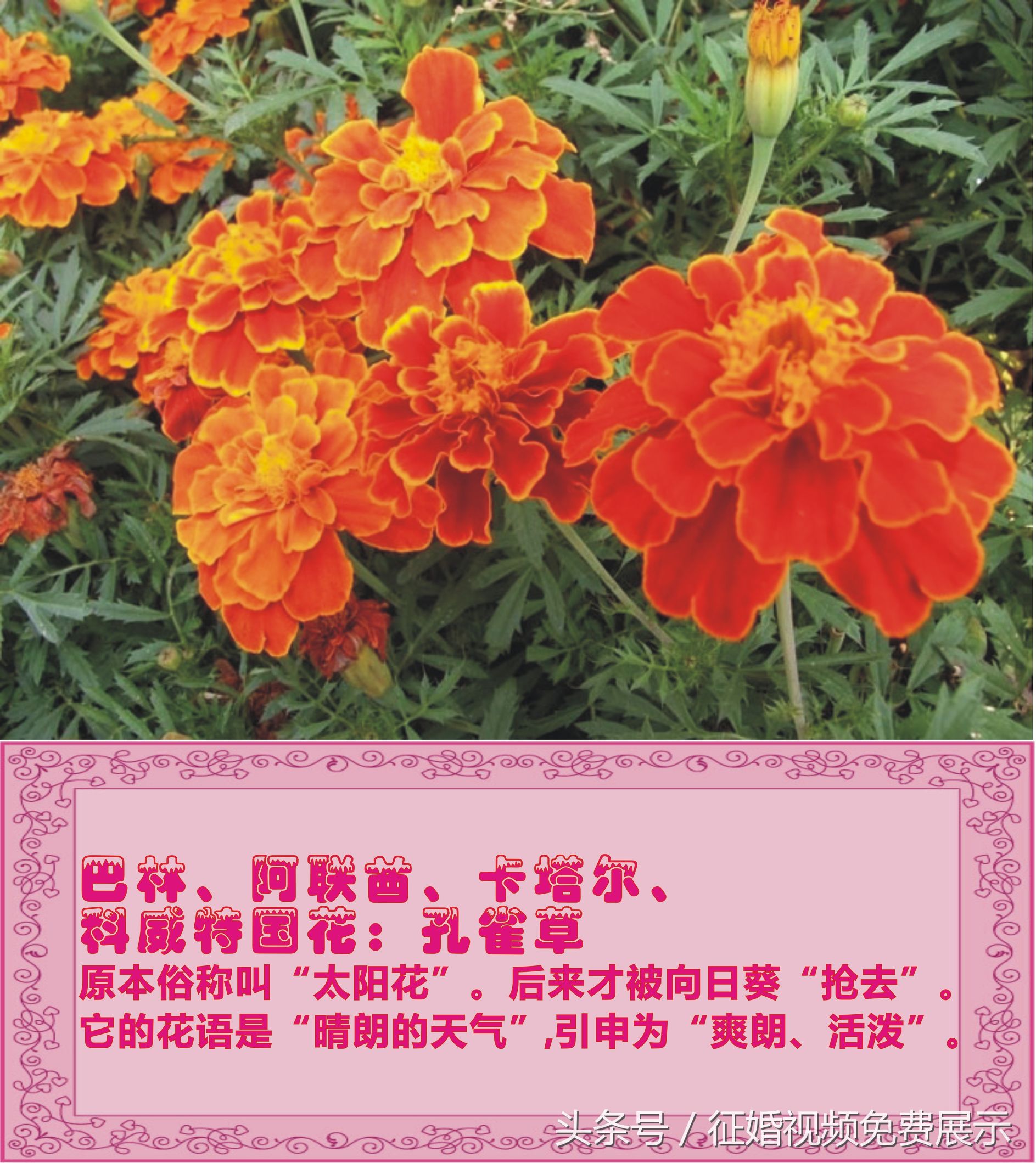 各国国花及象征意义,世界各国国花及寓意