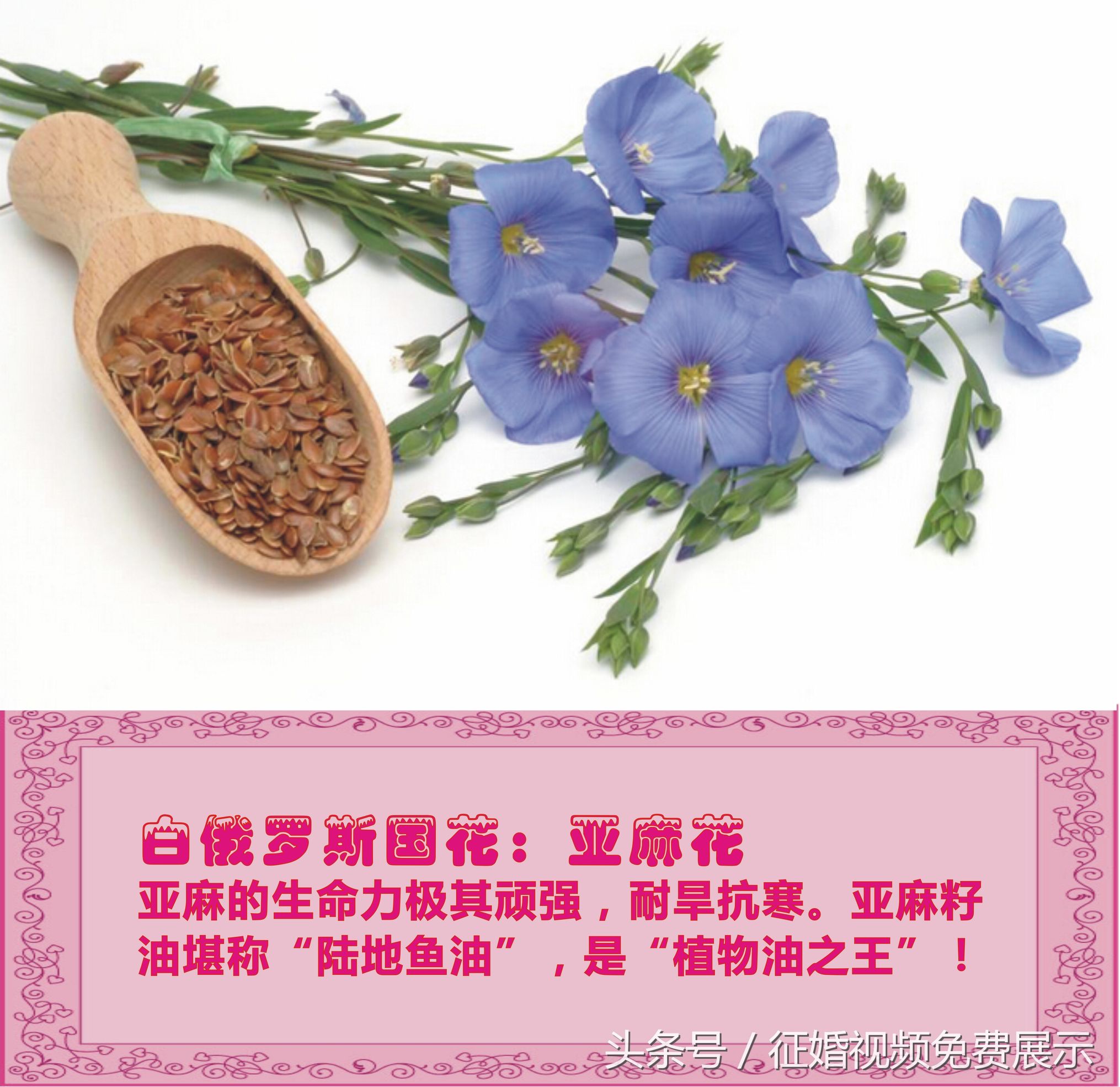 各国国花及象征意义,世界各国国花及寓意