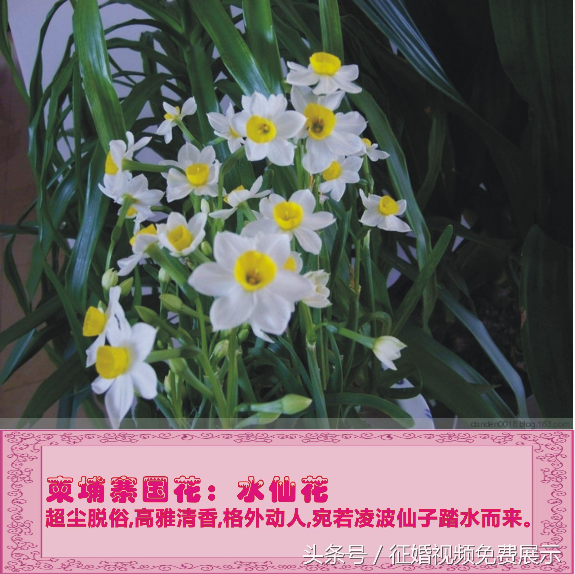 各国国花及象征意义,世界各国国花及寓意