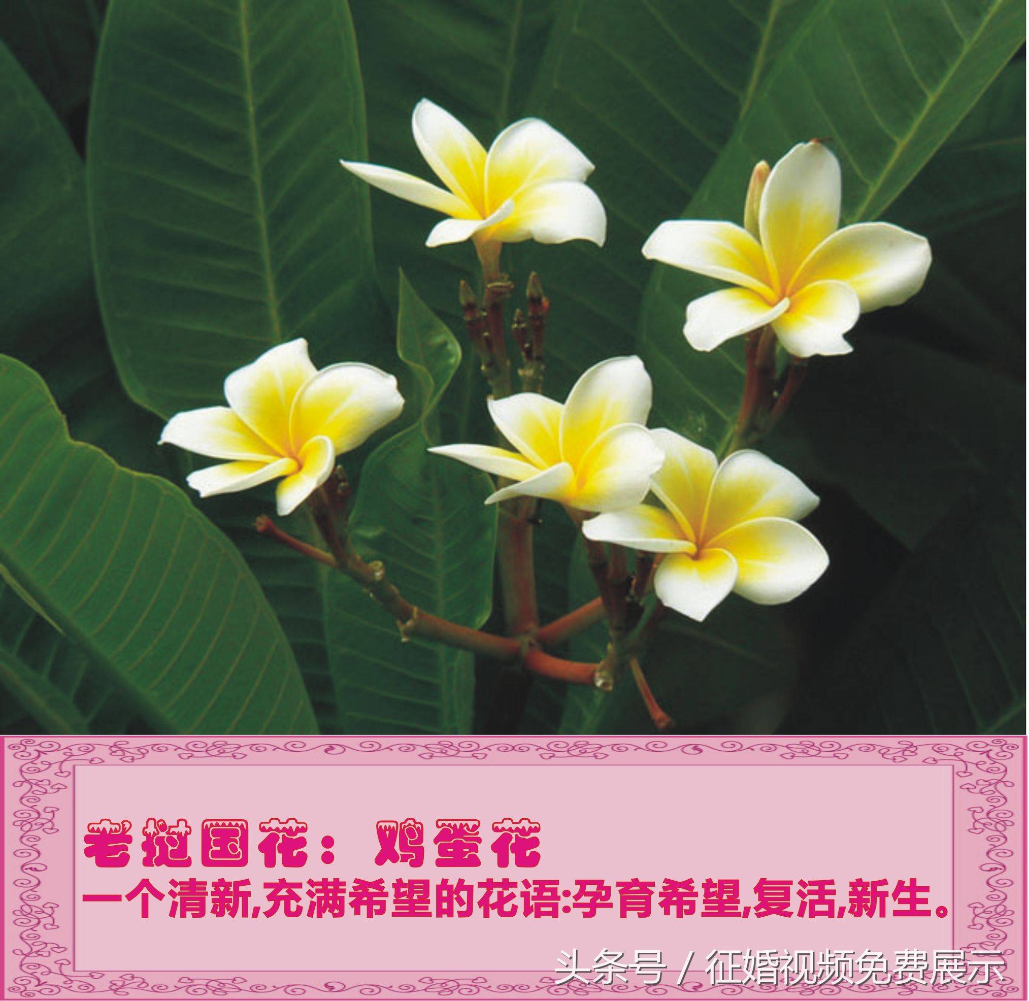 各国国花及象征意义,世界各国国花及寓意