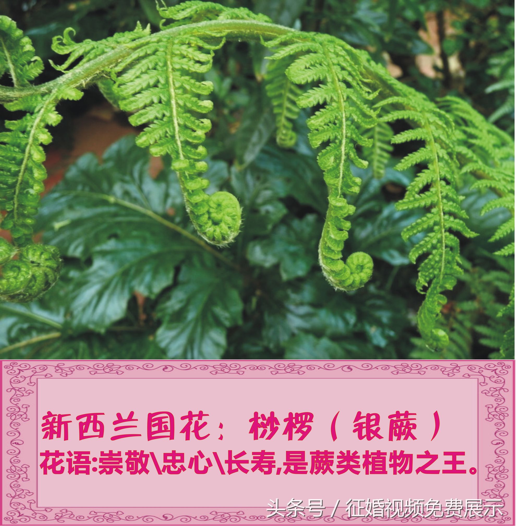 各国国花及象征意义,世界各国国花及寓意