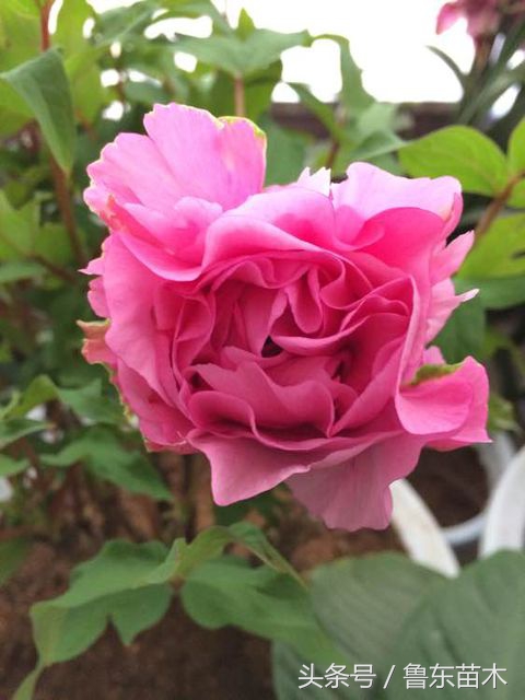 牡丹花为什么不发新枝,牡丹花不开花怎么管理