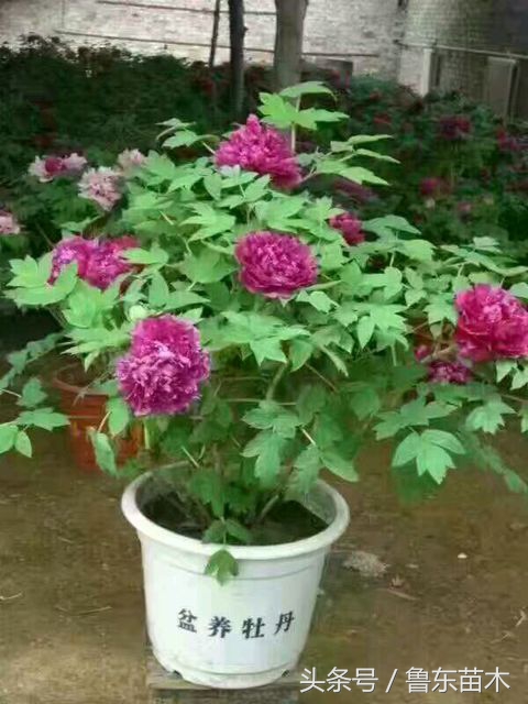 牡丹花为什么不发新枝,牡丹花不开花怎么管理