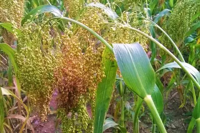 黍菽稷是什么,黍稷粱粟分别指什么