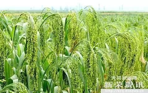 黍菽稷是什么,黍稷粱粟分别指什么