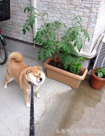 狗狗一牵引就不动怎么办,狗狗一撒手就叫不回来怎么办