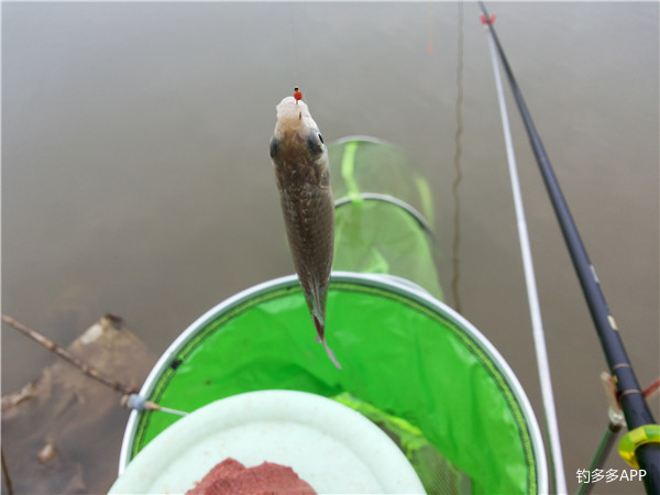 鱼口轻用几克铅,鱼口不断遛鱼也很过瘾