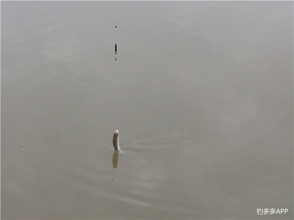 鱼口轻用几克铅,鱼口不断遛鱼也很过瘾