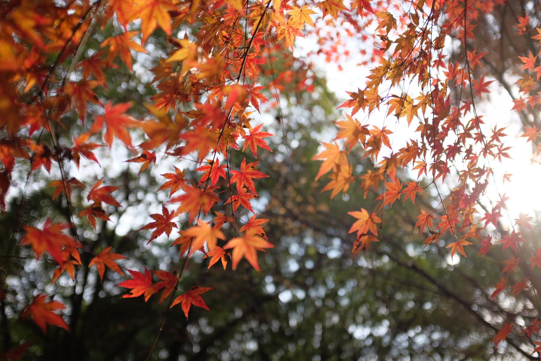 巧用日光白平衡，记录绚烂秋色