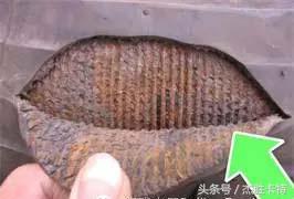 大车四轮定位仪对车辆有影响吗,四轮定位仪怎么看轮胎型号