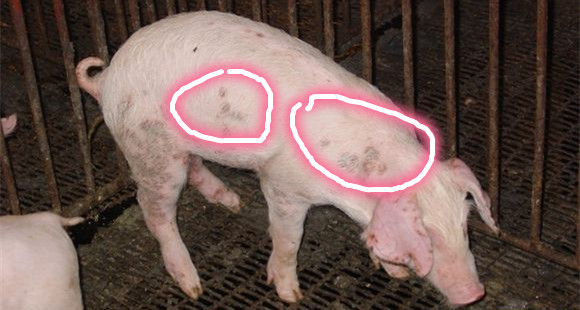 猪掉毛怎么办啊,兽医解决猪身上脓包