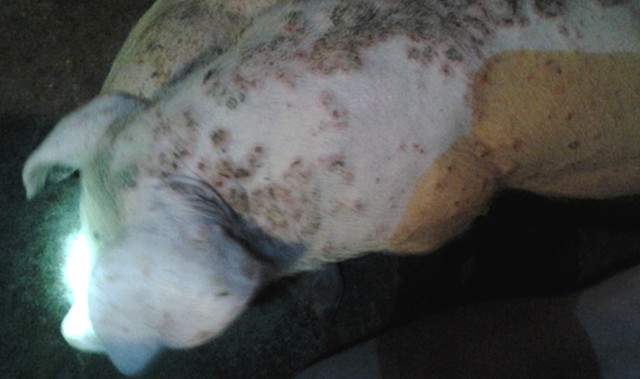 猪掉毛怎么办啊,兽医解决猪身上脓包