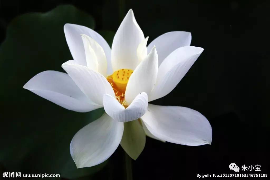 中医朱小宝同仁堂,中医朱小宝紫草膏