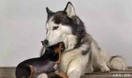 月收入多少你才能够养好一只哈士奇？