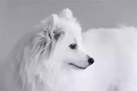 毛发白色的狗狗种类,最重感情的狗狗种类