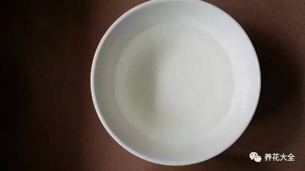 雪水、食盐、白糖、维生素,能让花枝繁叶茂,你信不信?