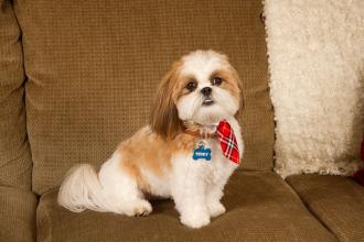 怎么训练狗狗在家不乱叫扰民,狗狗听到门铃叫