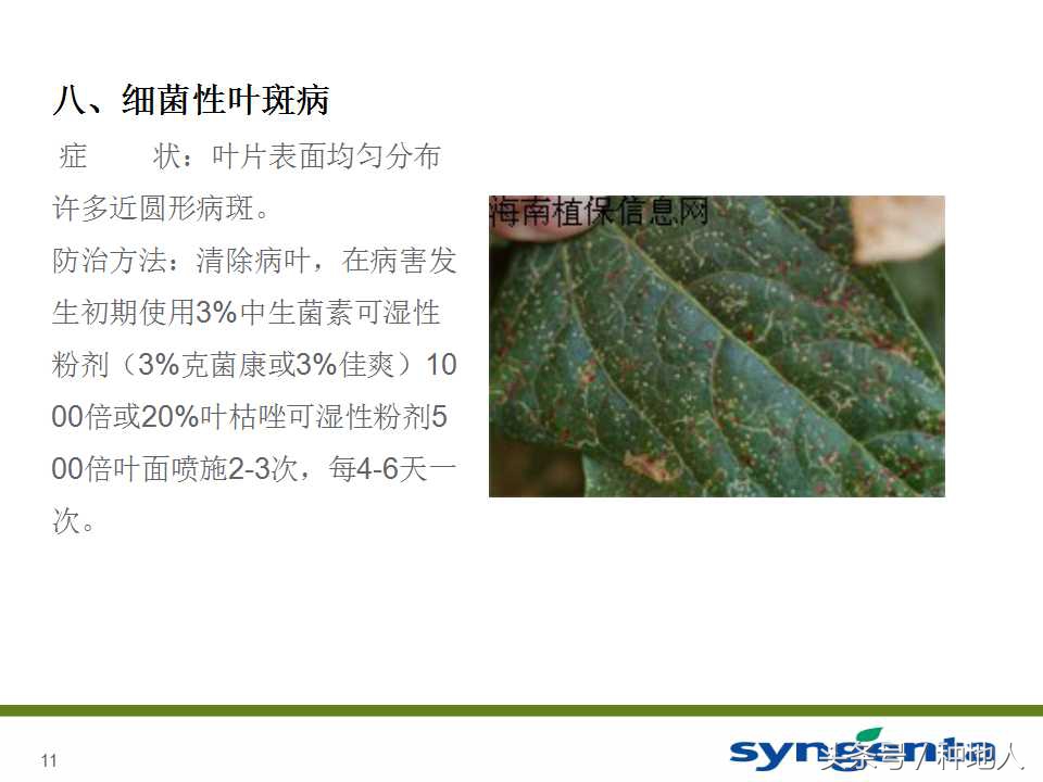 豆角种植防病方法,长豆角病虫害防治用什么农药