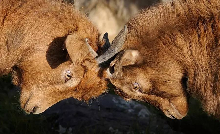 怡亚通困局,怡亚通与分销商的合作模式