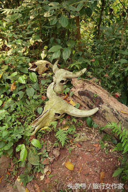 西双版纳避寒城市,冬日西双版纳市区