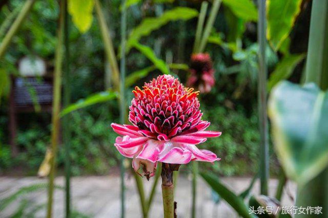 西双版纳避寒城市,冬日西双版纳市区