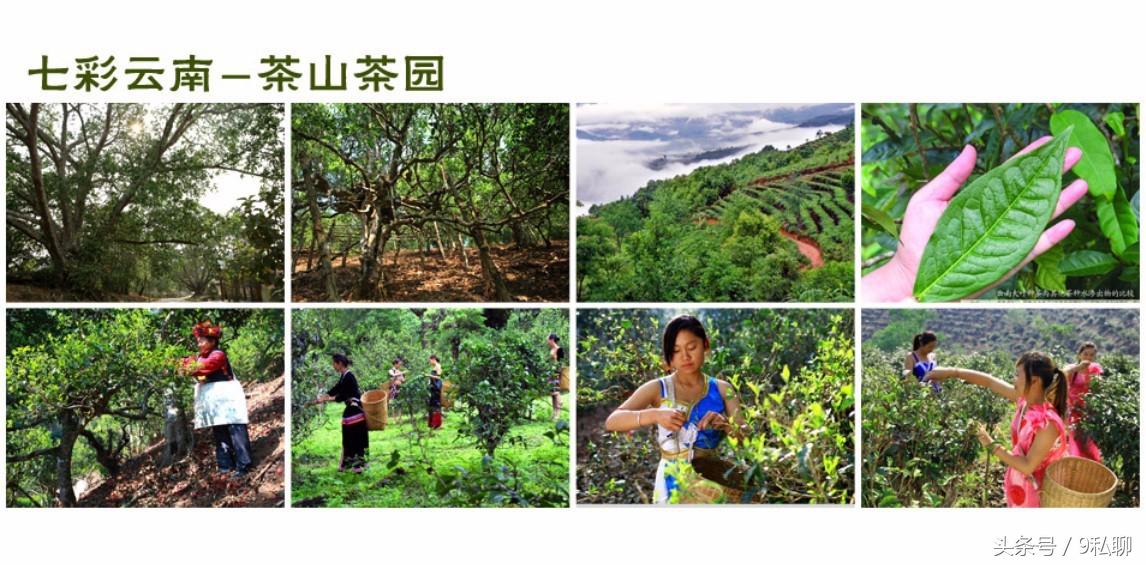 新三板速溶茶第一股,普洱茶第一股上市