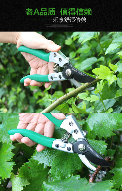 鍥灄鍓灊鍓垁,鍥灄缁垮寲鍓垁