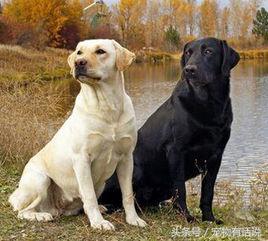 狗狗排行榜哈士奇,最可爱的狗泰迪排第几