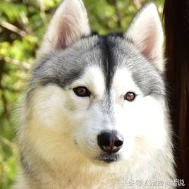 狗狗排行榜哈士奇,最可爱的狗泰迪排第几