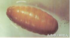 柑橘大实蝇虫害造成的原因,柑橘大实蝇发生规律