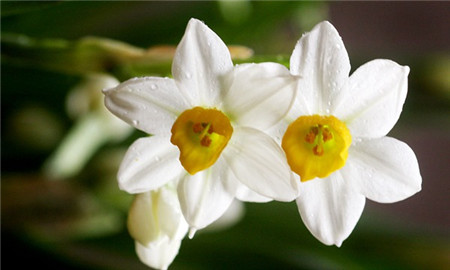 水仙花怎么养才开花,水仙花不生根了怎么办