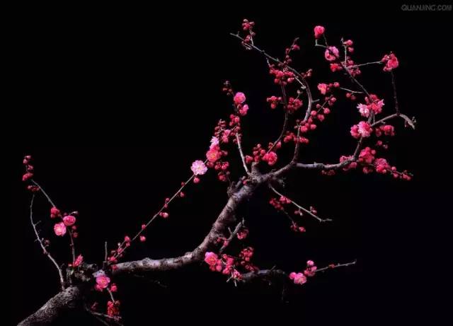 中国十大名花怎么选的,十大名花里面哪个最难种