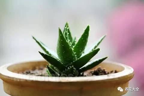 发财树的土养不活绿萝,养了几年的绿萝为什么没有根