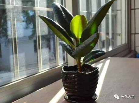 发财树的土养不活绿萝,养了几年的绿萝为什么没有根