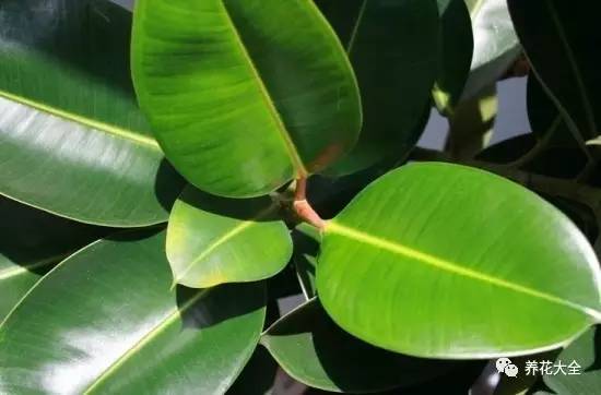 发财树的土养不活绿萝,养了几年的绿萝为什么没有根