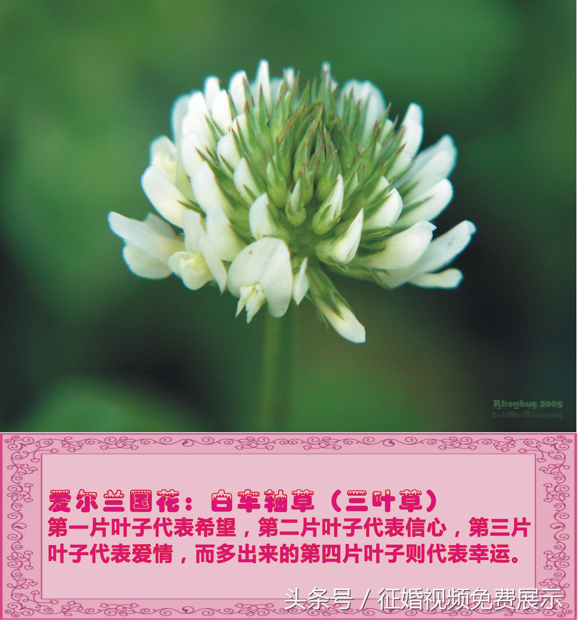 各国国花及象征意义,世界各国国花及寓意