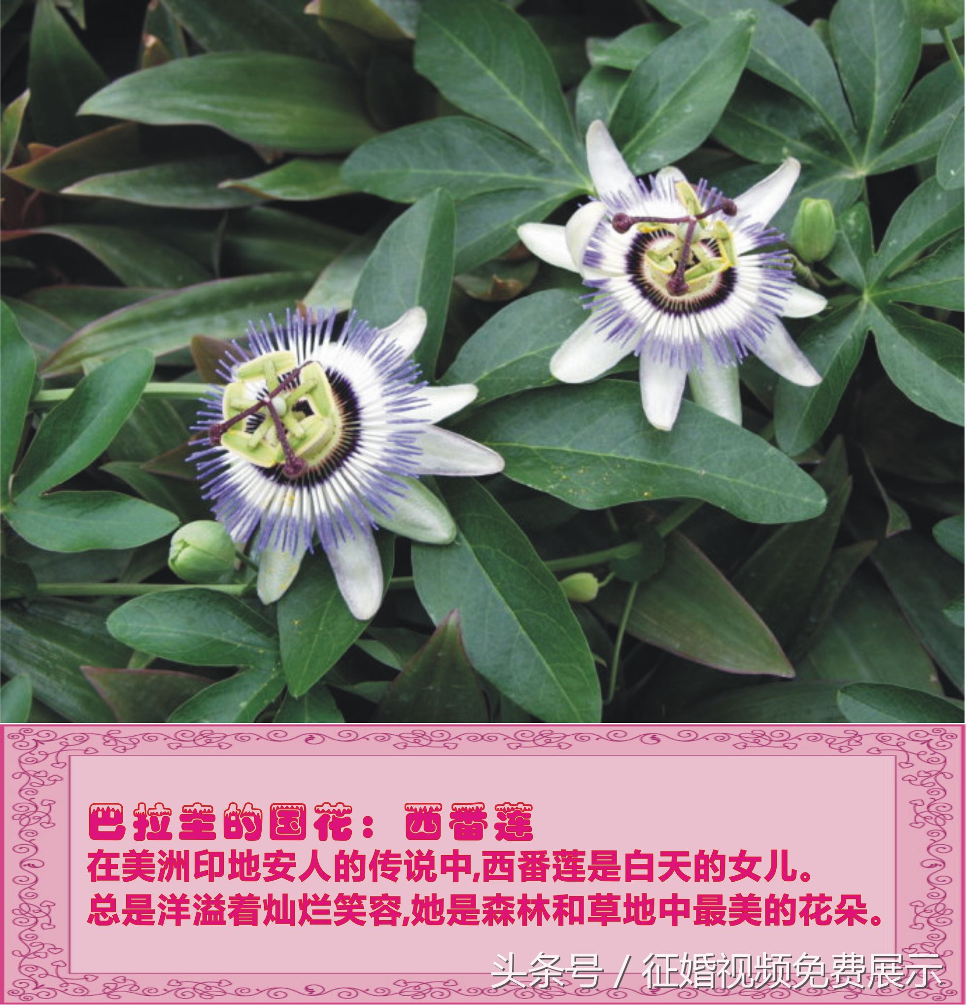 各国国花及象征意义,世界各国国花及寓意