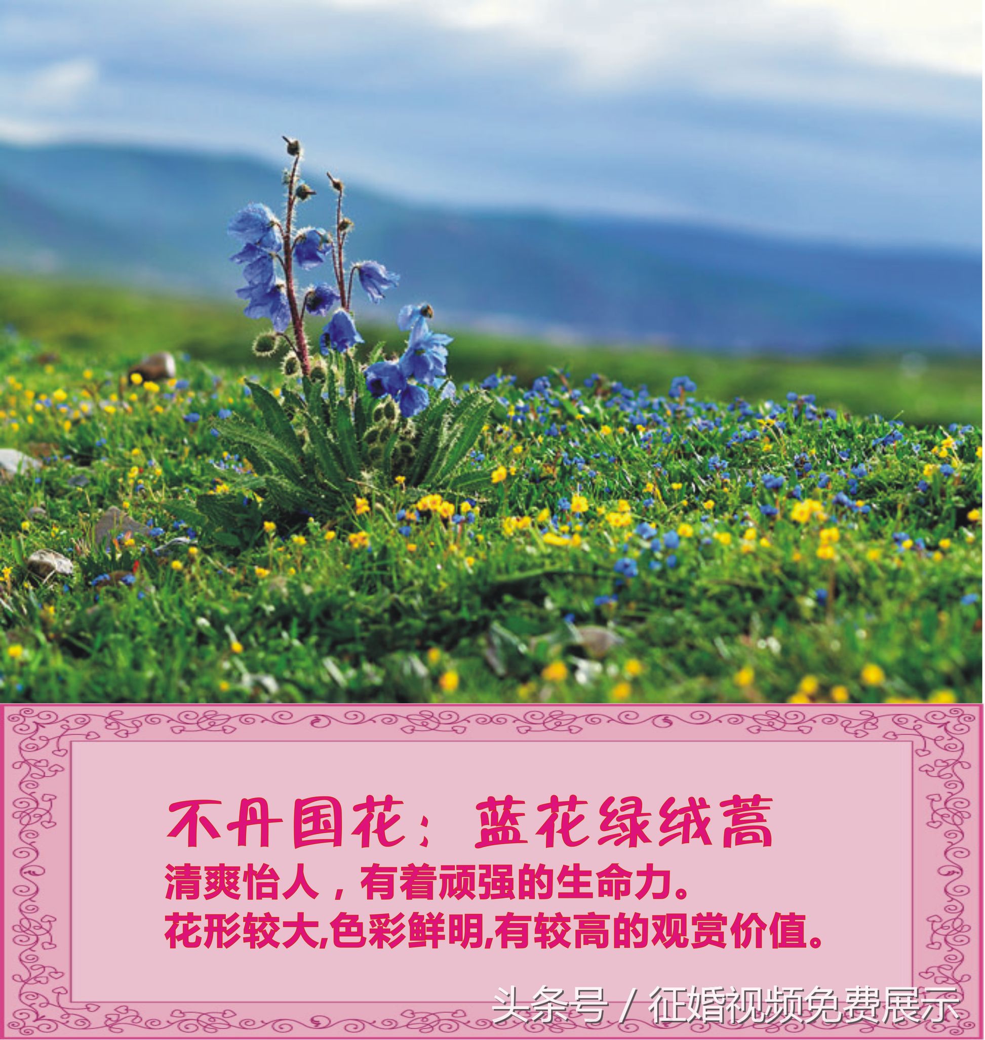 各国国花及象征意义,世界各国国花及寓意