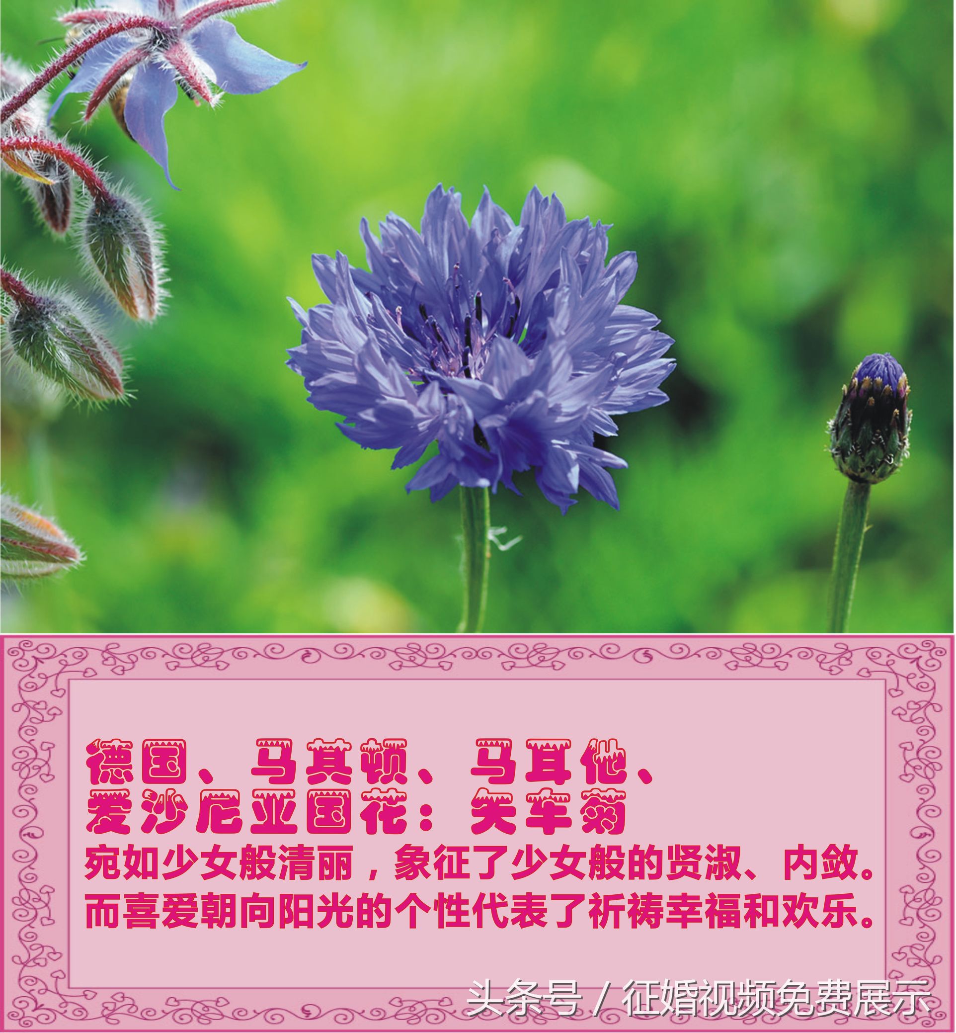 各国国花及象征意义,世界各国国花及寓意