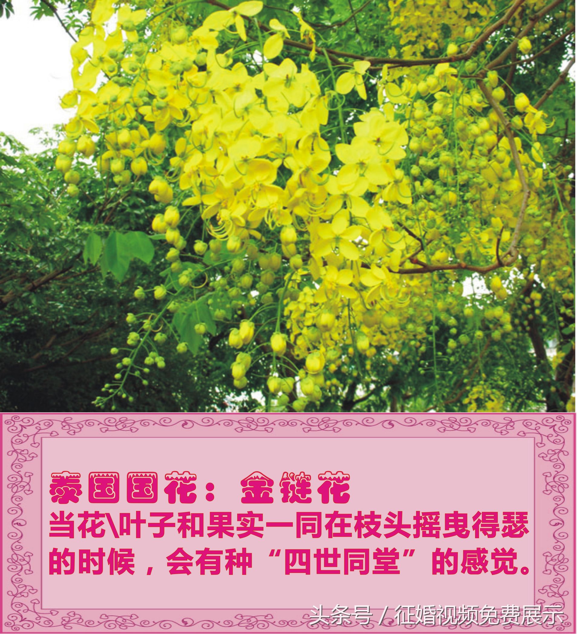 各国国花及象征意义,世界各国国花及寓意