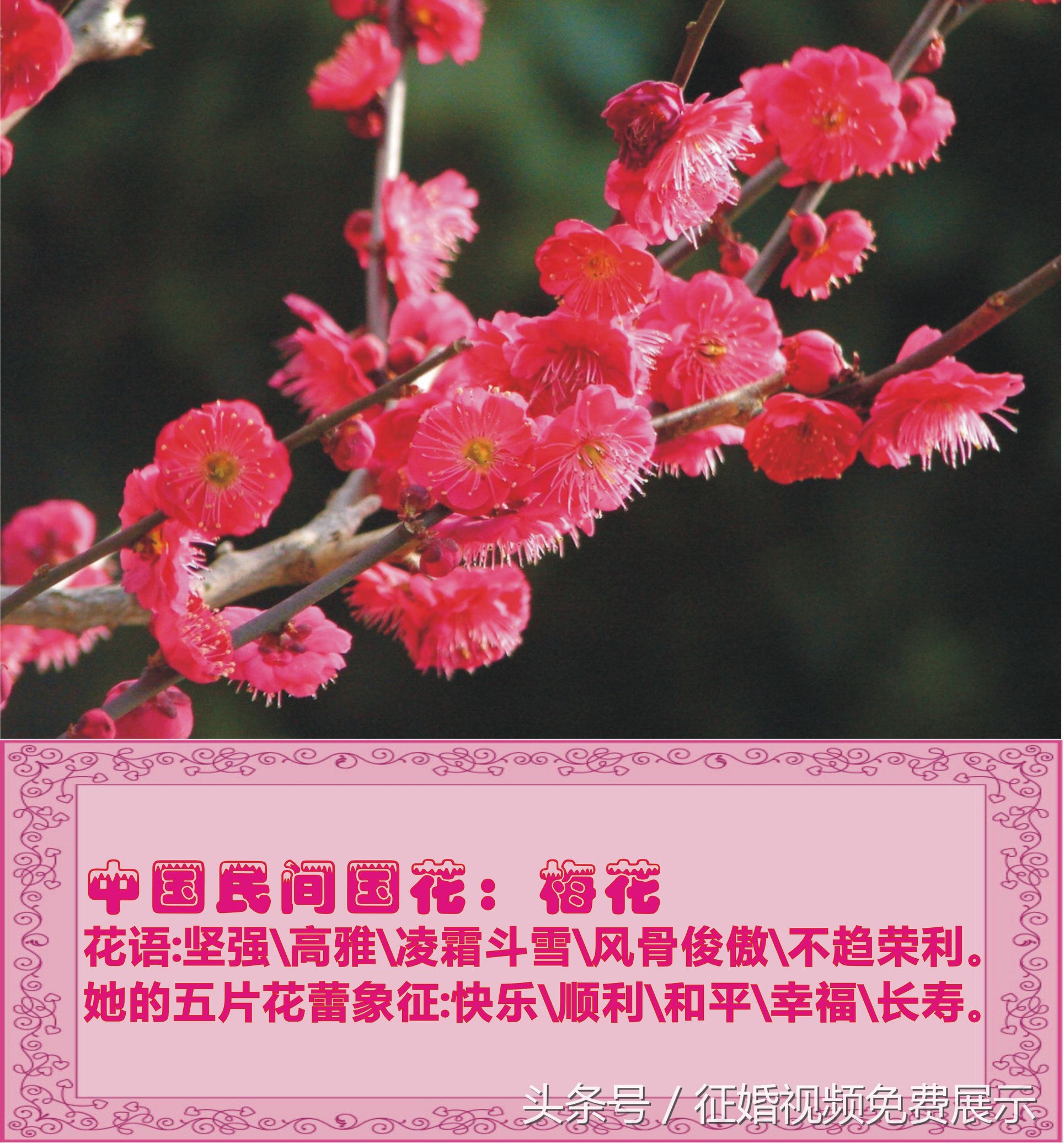 各国国花及象征意义,世界各国国花及寓意