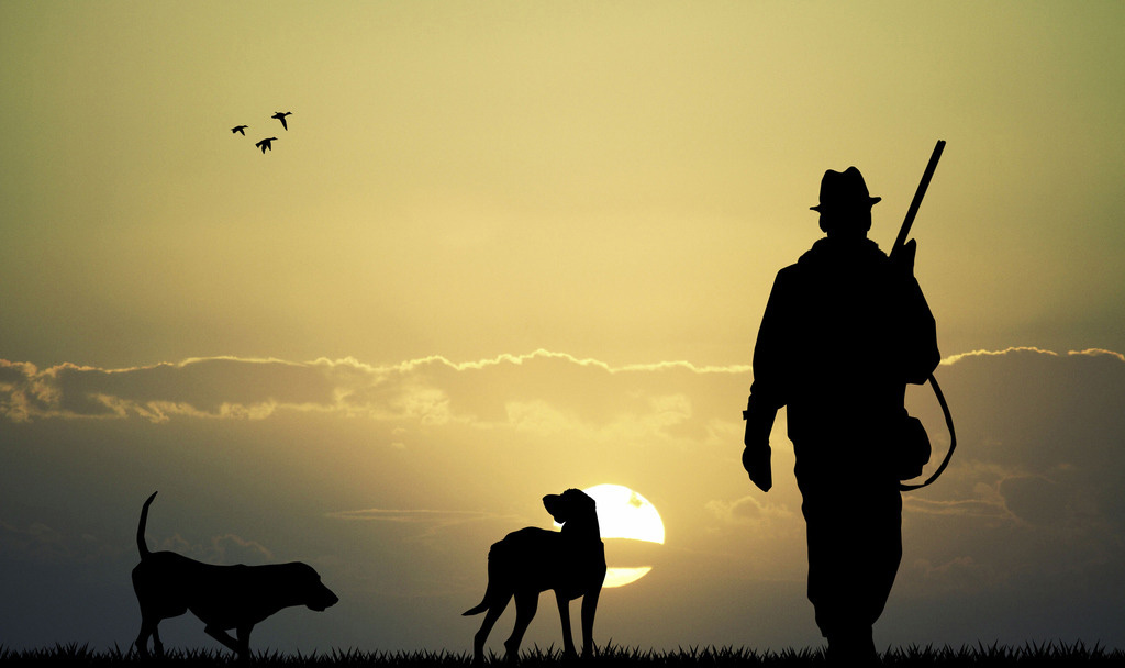 野猪下山进村庄捕猎农户家鸭子,野猪成群下山祸害村民
