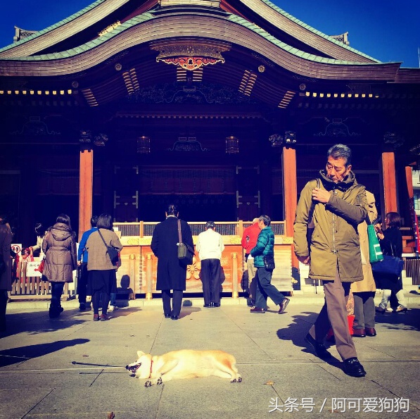 狗狗一牵引就不动怎么办,狗狗一撒手就叫不回来怎么办