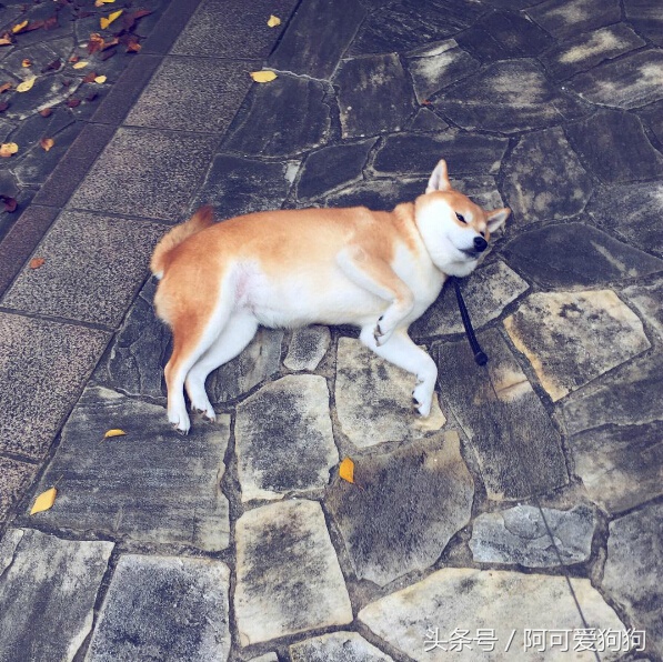 狗狗一牵引就不动怎么办,狗狗一撒手就叫不回来怎么办