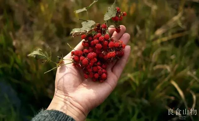 我心中的理想国,每个人心中都有一个理想国