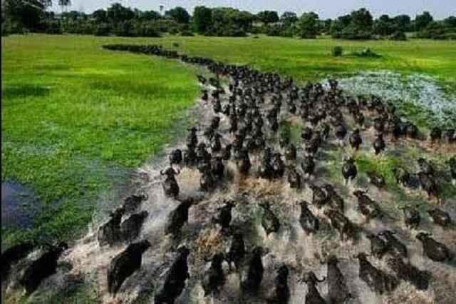 生物大灭绝是由什么原因引起的,世界上巨型海洋动物的未解之谜